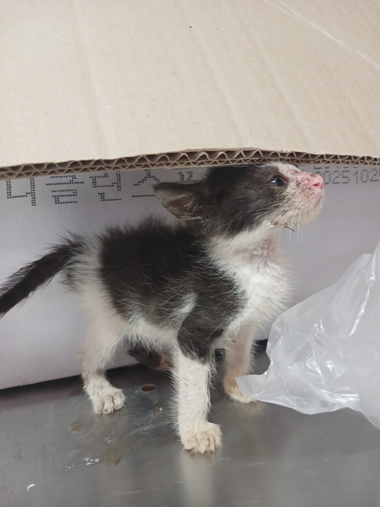 진안군유기동물보호소_445473202400530